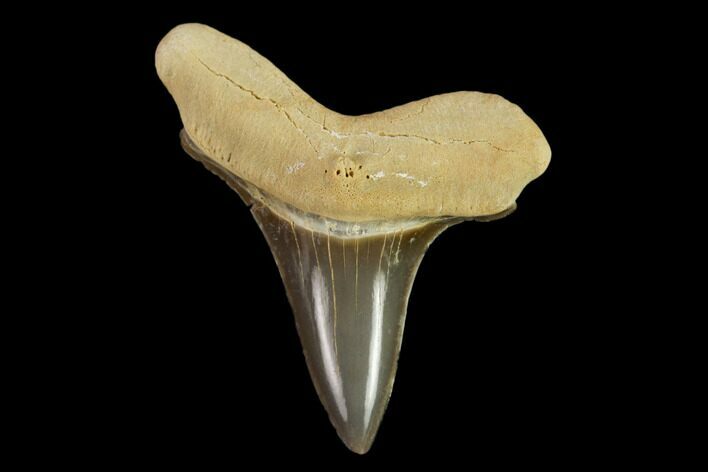 Fossil Shark (Cretoxyrhina) Tooth - Kansas #134830